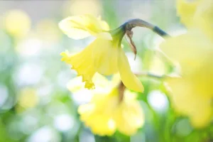 Origen de regalar flores amarillas: 7 claves 5 Origen de regalar flores amarillas
