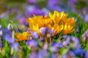 ¿Cuándo empieza la primavera en Chile? Todo lo que debes saber 1.0 5 Cuándo empieza la primavera en Chile