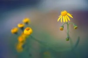 Qué flores se regalan el 21 de septiembre: tradición, significados 1.0 4 Qué flores se regalan el 21 de septiembre