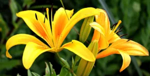 El poderoso símbolo de las flores amarillas: historia, cultura 1.0 3 símbolo de las flores amarillas