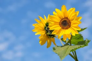 Qué flores se regalan el 21 de septiembre: tradición, significados 1.0 5 Qué flores se regalan el 21 de septiembre