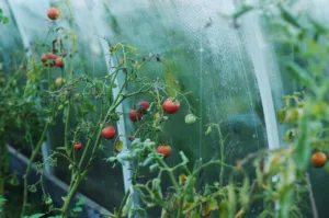Plagas comunes del tomate: Cómo identificarlas y combatirlas 1.0 4 Plagas comunes del tomate
