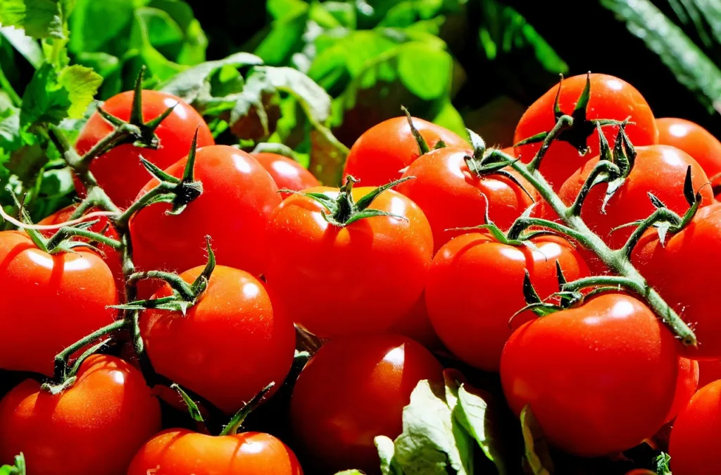 ¿Cuándo se planta el tomate?: Consejos y técnicas 1.0 2 ¿Cuándo se planta el tomate?