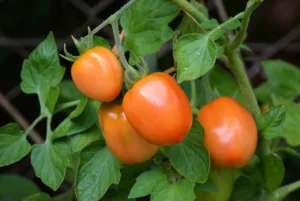 ¿Cuándo se siembra el tomate? Guía completa 1.0 3 Cuándo se siembra el tomate