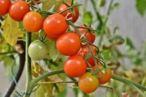 Cómo se cultiva el tomate: guía completa 1.0 5 Cómo se cultiva el tomate