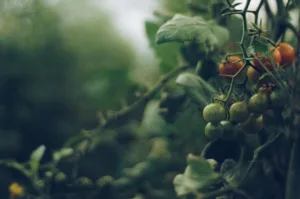 Plagas comunes del tomate: Cómo identificarlas y combatirlas 1.0 5 Plagas comunes del tomate