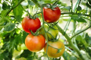 ¿Cuándo se siembra el tomate? Guía completa 1.0 5 Cuándo se siembra el tomate
