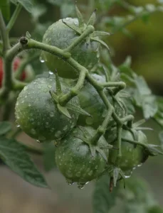 Cómo se cultiva el tomate: guía completa 1.0 4 Cómo se cultiva el tomate