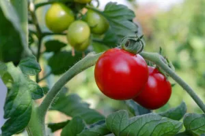 Cómo se cultiva el tomate: guía completa 1.0 3 Cómo se cultiva el tomate