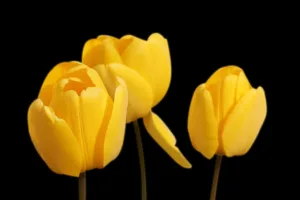 Qué flores se regalan el 21 de septiembre: tradición, significados 1.0 3 Qué flores se regalan el 21 de septiembre