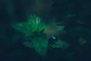 Cuándo sembrar la menta