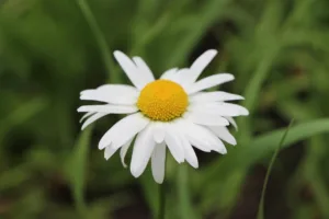 Propiedades terapéuticas de la manzanilla
