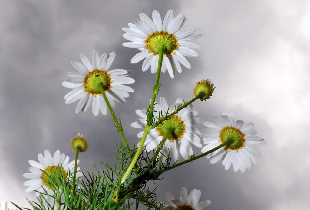 8 Usos medicinales de la manzanilla 2 Usos medicinales de la manzanilla