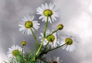 8 Usos medicinales de la manzanilla 5 Usos medicinales de la manzanilla