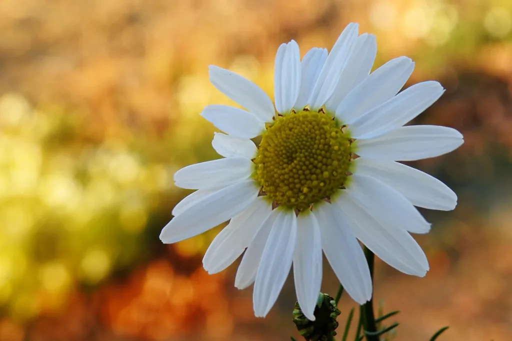 El verdadero origen de la manzanilla: Historia, Cultura y Expansión 1.0 2 origen de la manzanilla