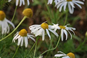 Beneficios de la manzanilla para la piel