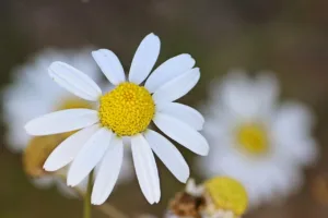 10 beneficios de la manzanilla que la ciencia y la tradición siguen respaldando 4 beneficios de la manzanilla