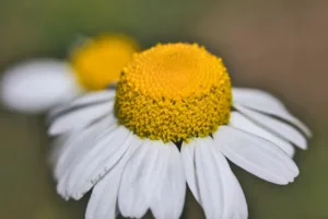 Cuándo sembrar manzanilla en Argentina: La guía definitiva 1.0 4 Cuándo sembrar manzanilla en Argentina