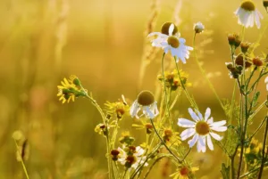 Quién descubrió la manzanilla