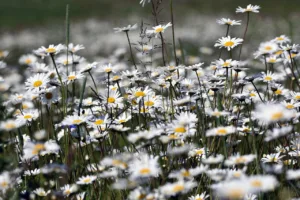 usos de la manzanilla