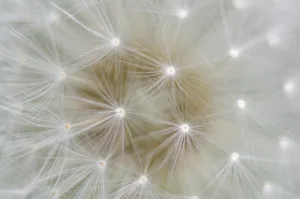 Beneficios del diente de león