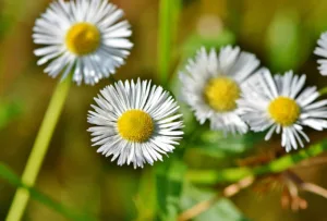 La Utilidad de la manzanilla