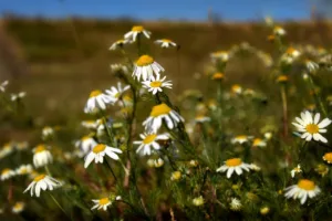 Beneficios de la manzanilla para la piel