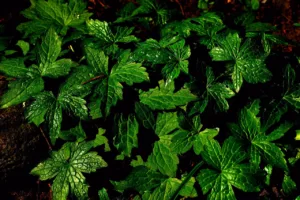 diferencias entre la menta y la hierbabuena