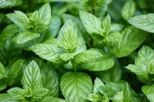 beneficios de la menta para la piel