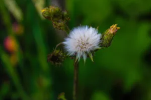 Historia del diente de león