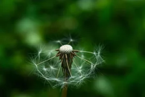 Las características del diente de león 1.0 3 características del diente de león