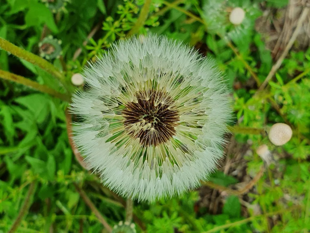 características del diente de león