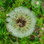 características del diente de león