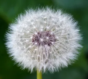 Propiedades del diente de león: El poder oculto 1.0 4 Propiedades del diente de león