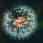 Propiedades del diente de león