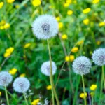 Historia del diente de león