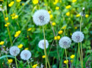 Historia del diente de león